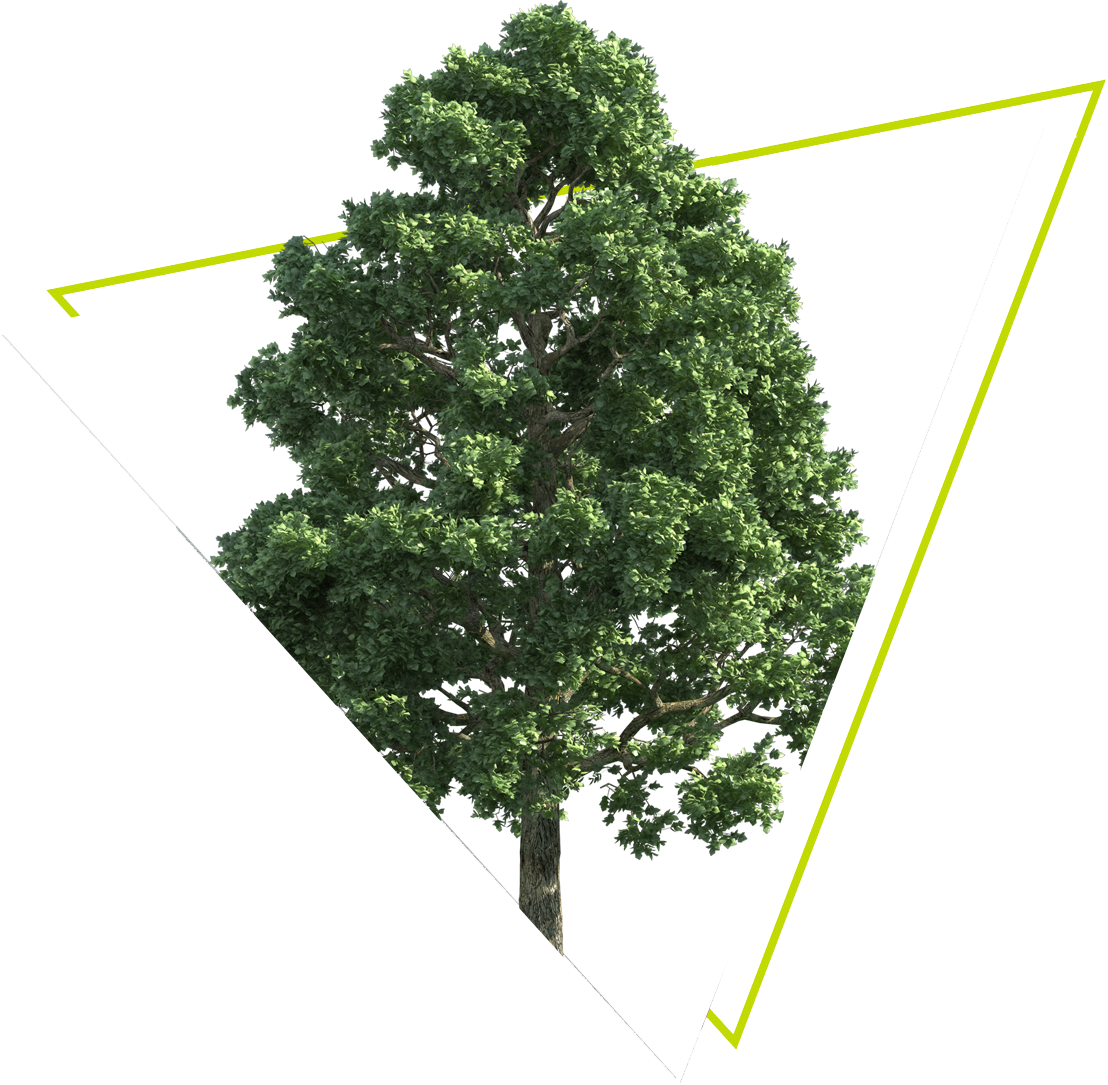 tree png copy