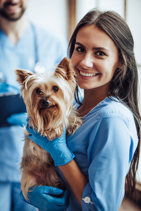 Handsome doctor veterinarian and his attractive assistant at vet clinic are examining little dog Yorkshire Terrier, smiling and looking at camera.